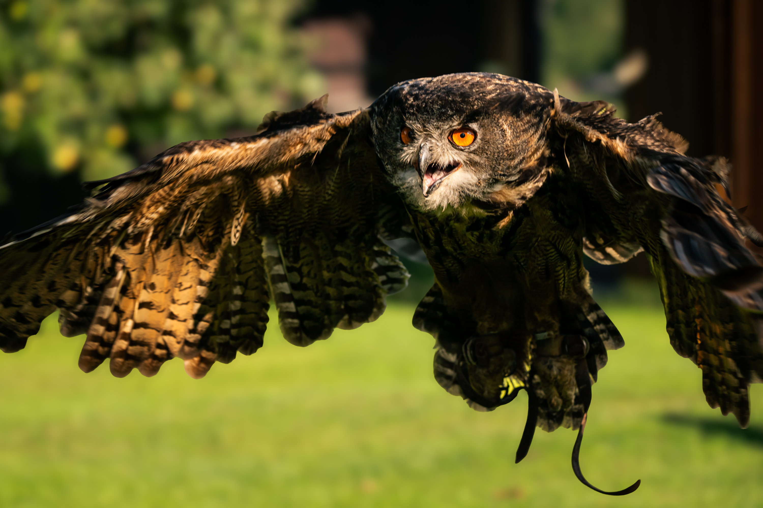 Falknereihof Haging 2239